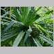 pandanus tectorius5.jpg